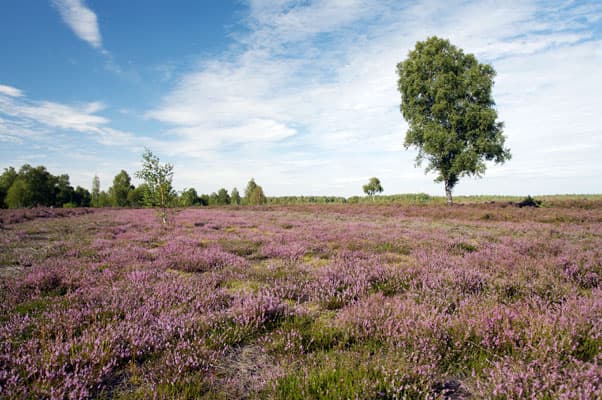 Naturpark Lüneburger Heide Heidefläche Heideblüte Schnucke Wilseder Berg Totengrund