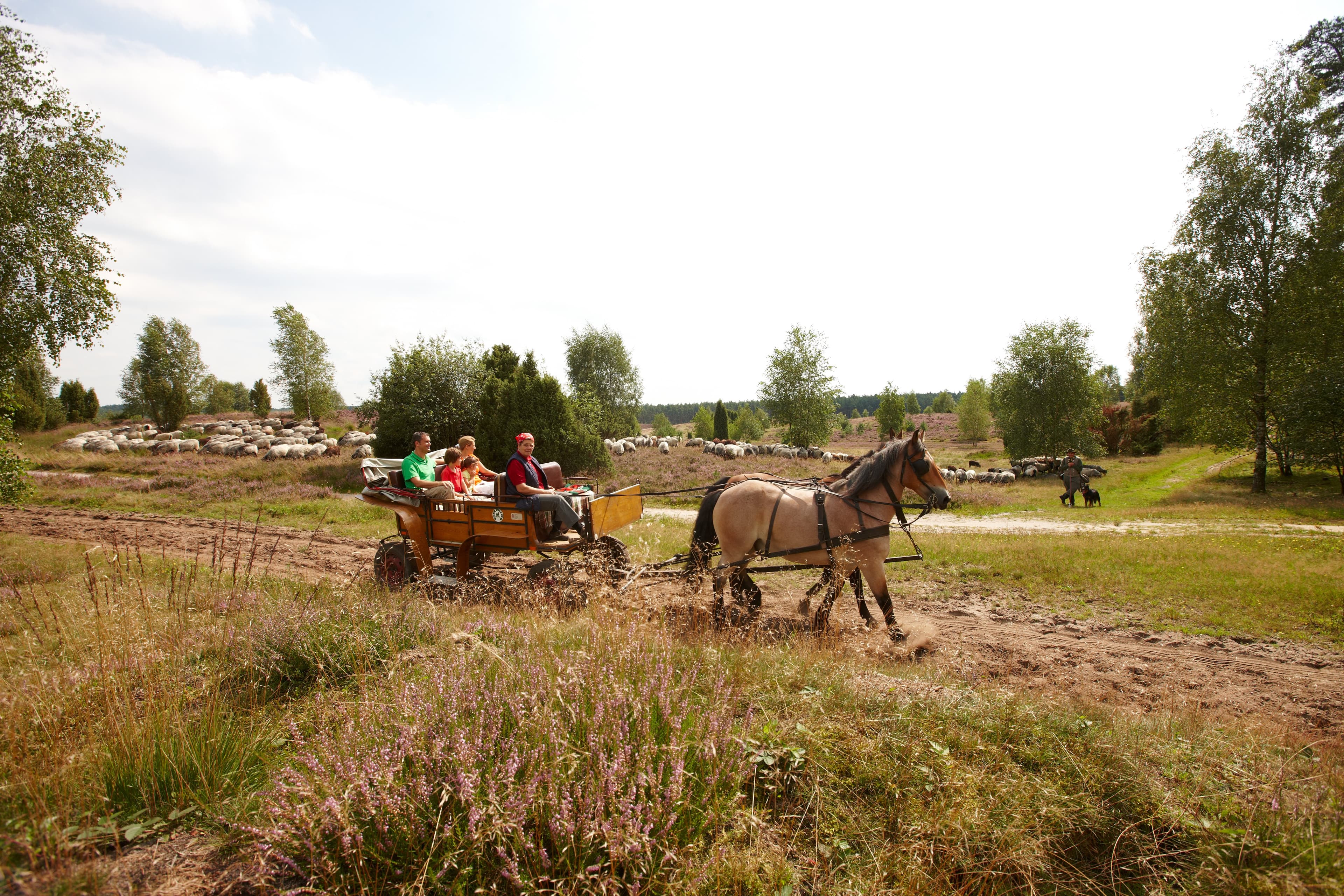 Kutsche Lueneburger Heide