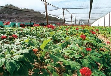 Ginseng Garten in der FloraFarm bei Walsrode