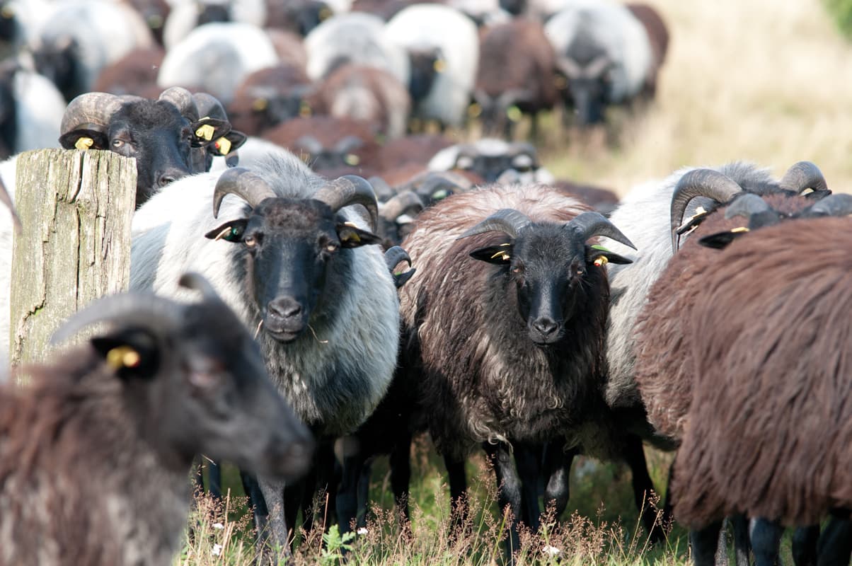 Heidschnucken in der Lüneburger Heide