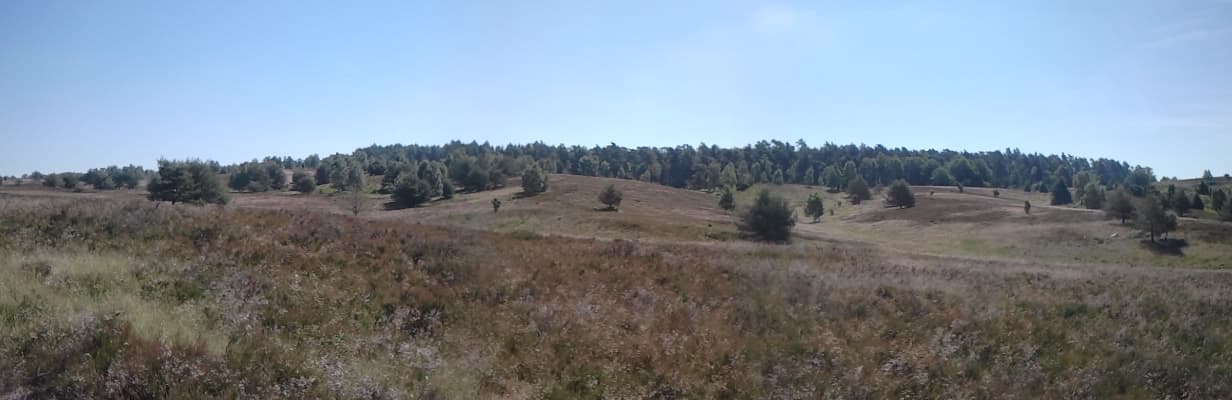 Frühlingswandern von Niederhaverbeck nach Wilsede 2