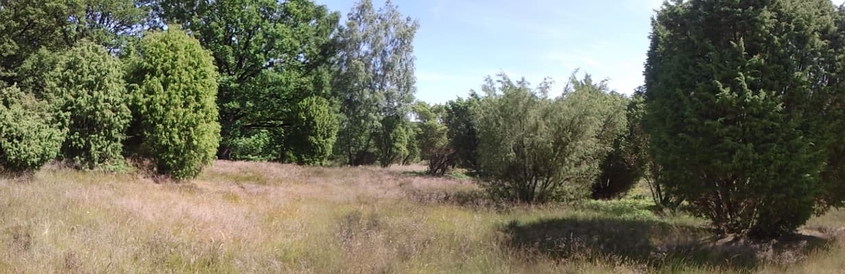 Frühlingswandern von Niederhaverbeck nach Wilsede 4