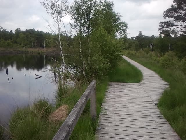 Schneverdingen Pietzmoor