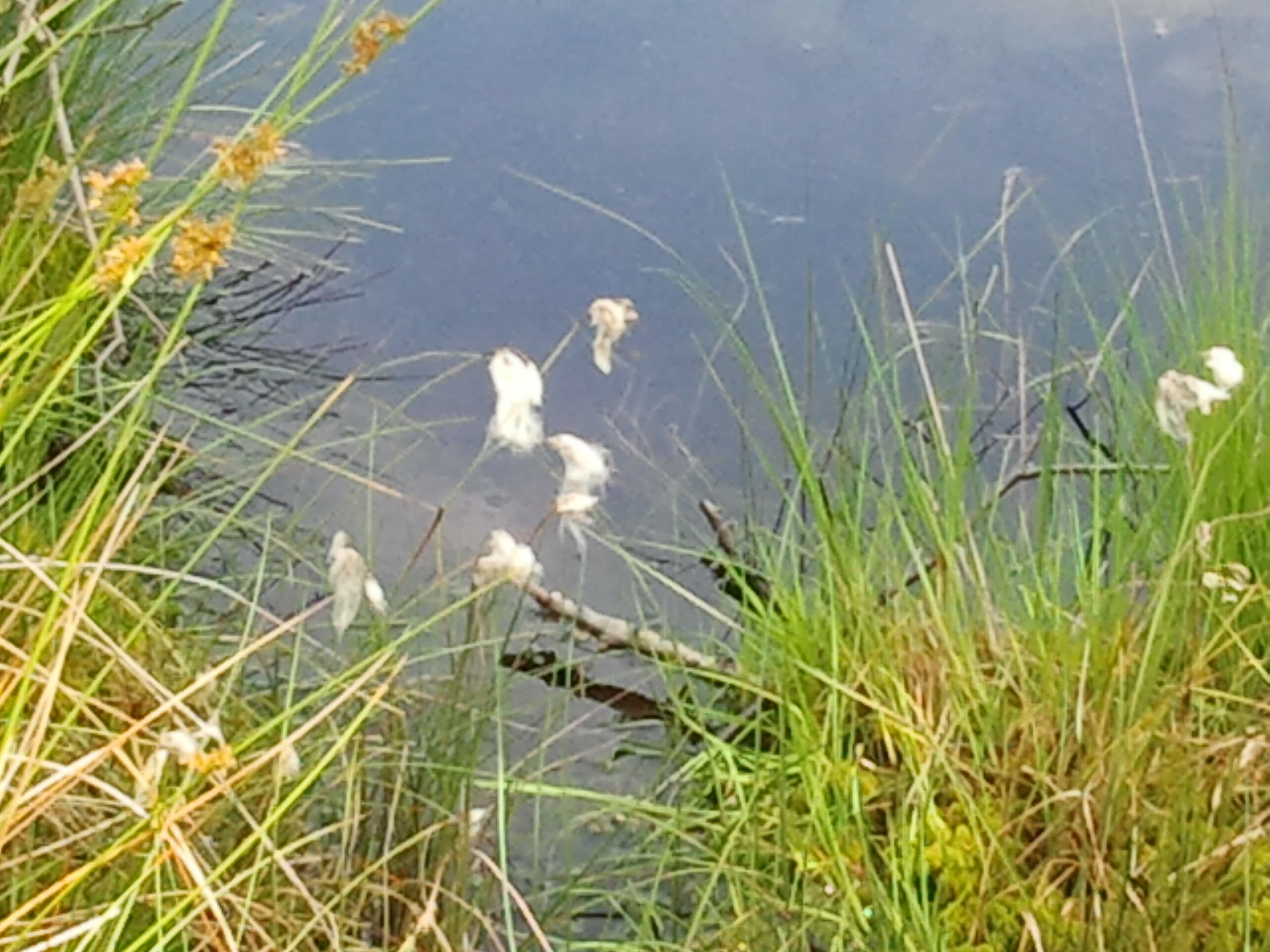 Schneverdingen Pietzmoor Wollgras