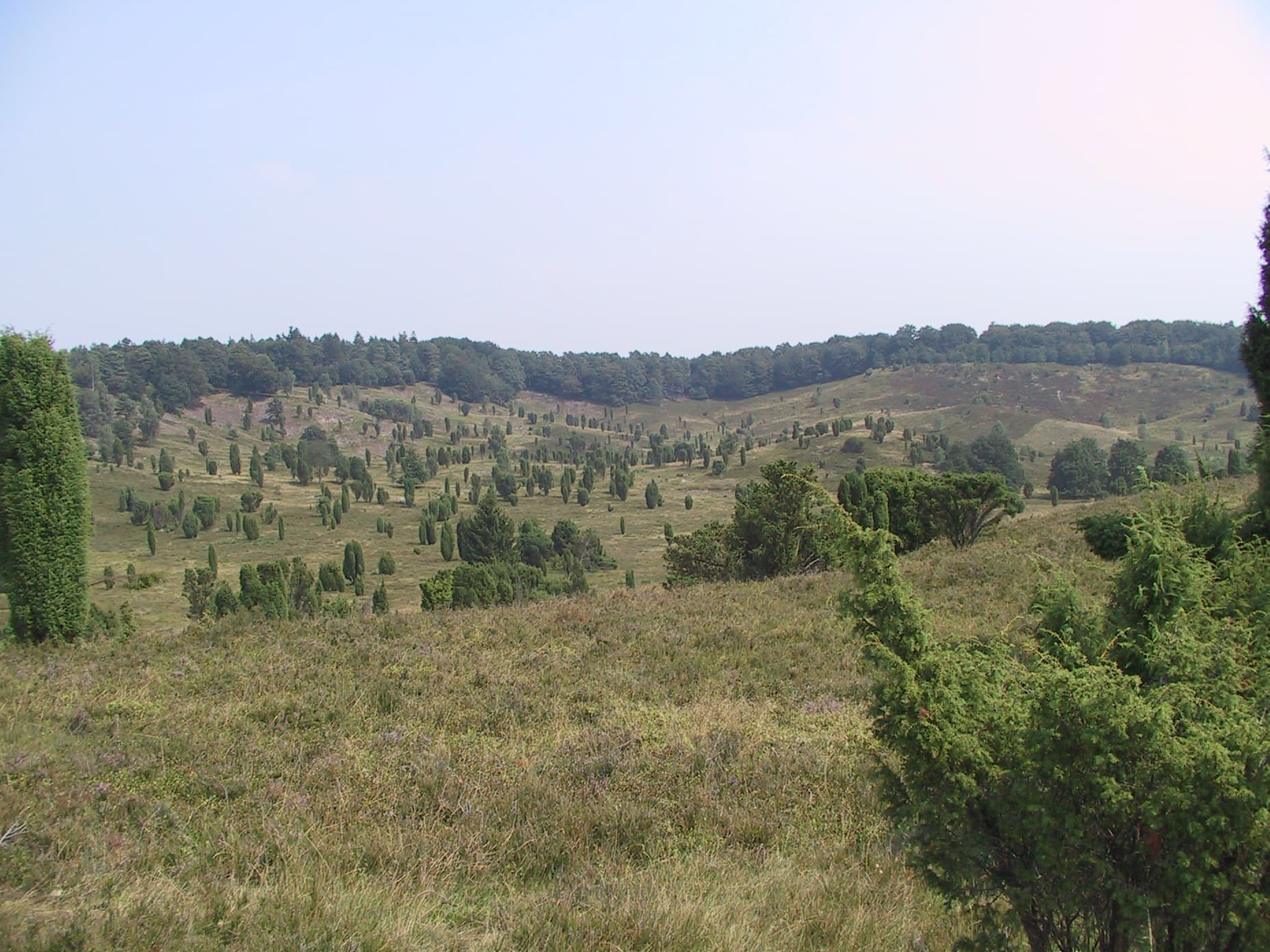 Blick in den Totengrund - der Keimzelle des Naturschutzgebietes Lüneburger Heide