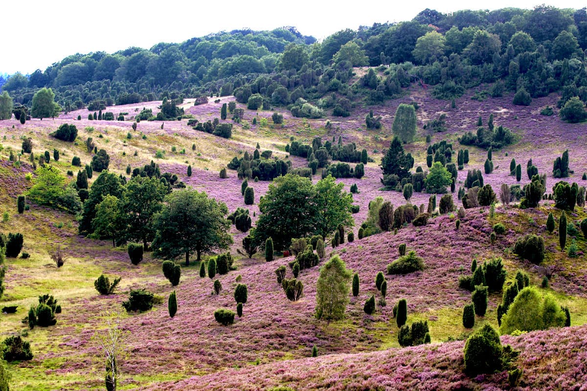 totengrund,Wilsede,Sehenswürdigkeit Lüneburger Heide