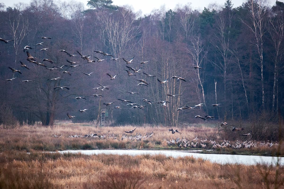 mit der rückkehr der kraniche beginnt der vogelzug in der lüneburger heide