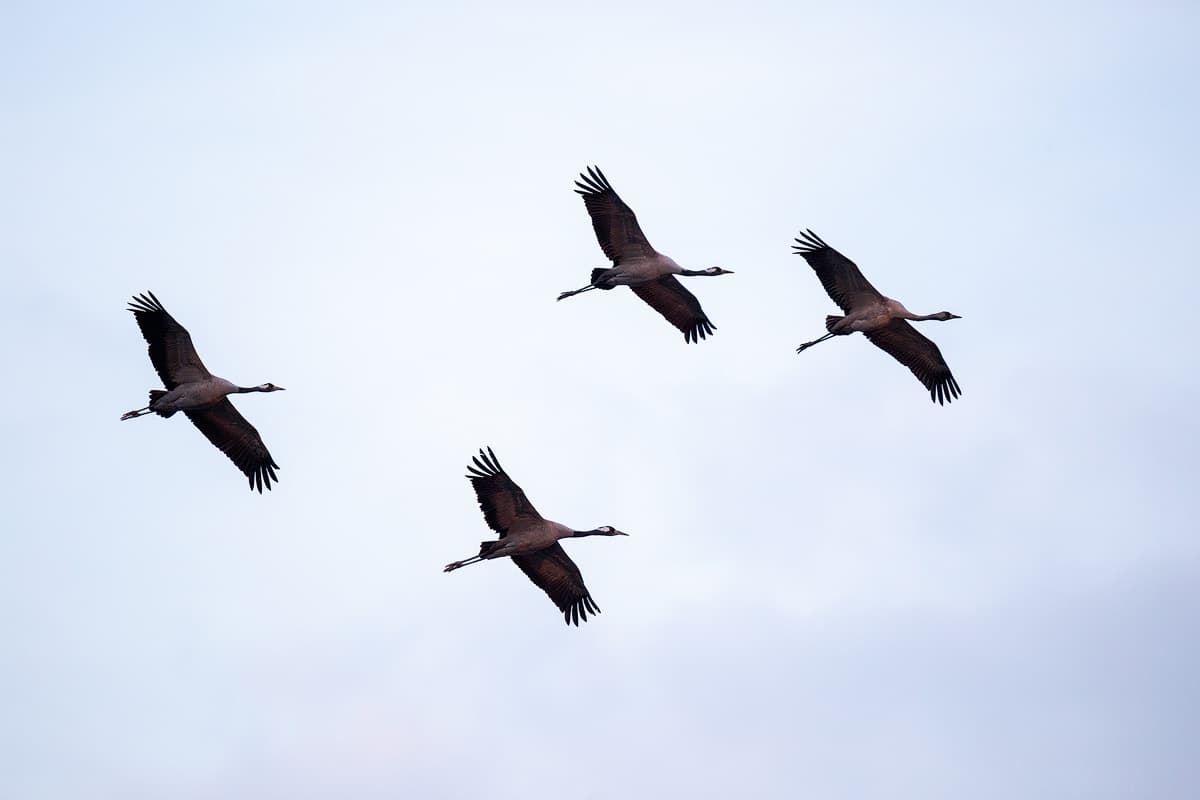 Kraniche gibt es sehr viel in der Lüneburger Heide, sie kommen ab Februar zurück
