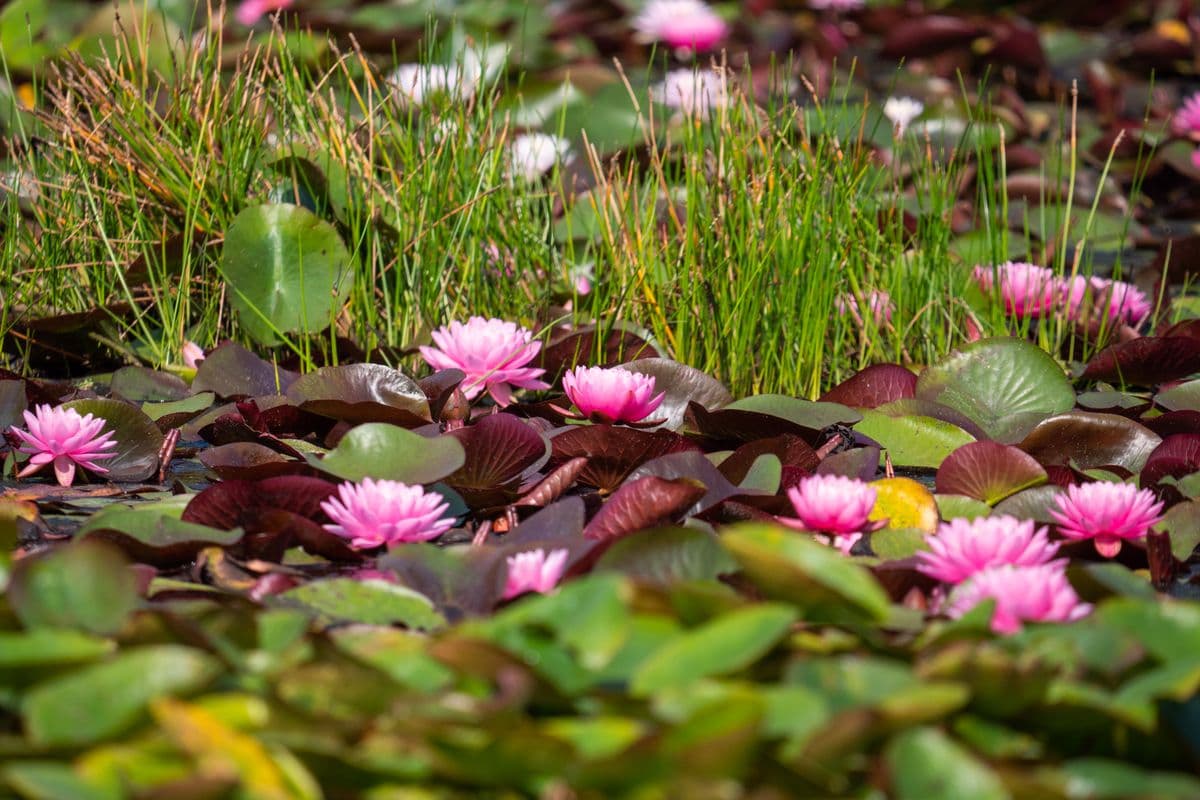 die Seerosen blühen in den Aschauteichen bei Eschede