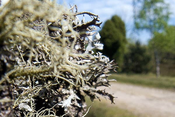 Die Bartflechte in der Lüneburger Heide ist der Beweis für gute Luft