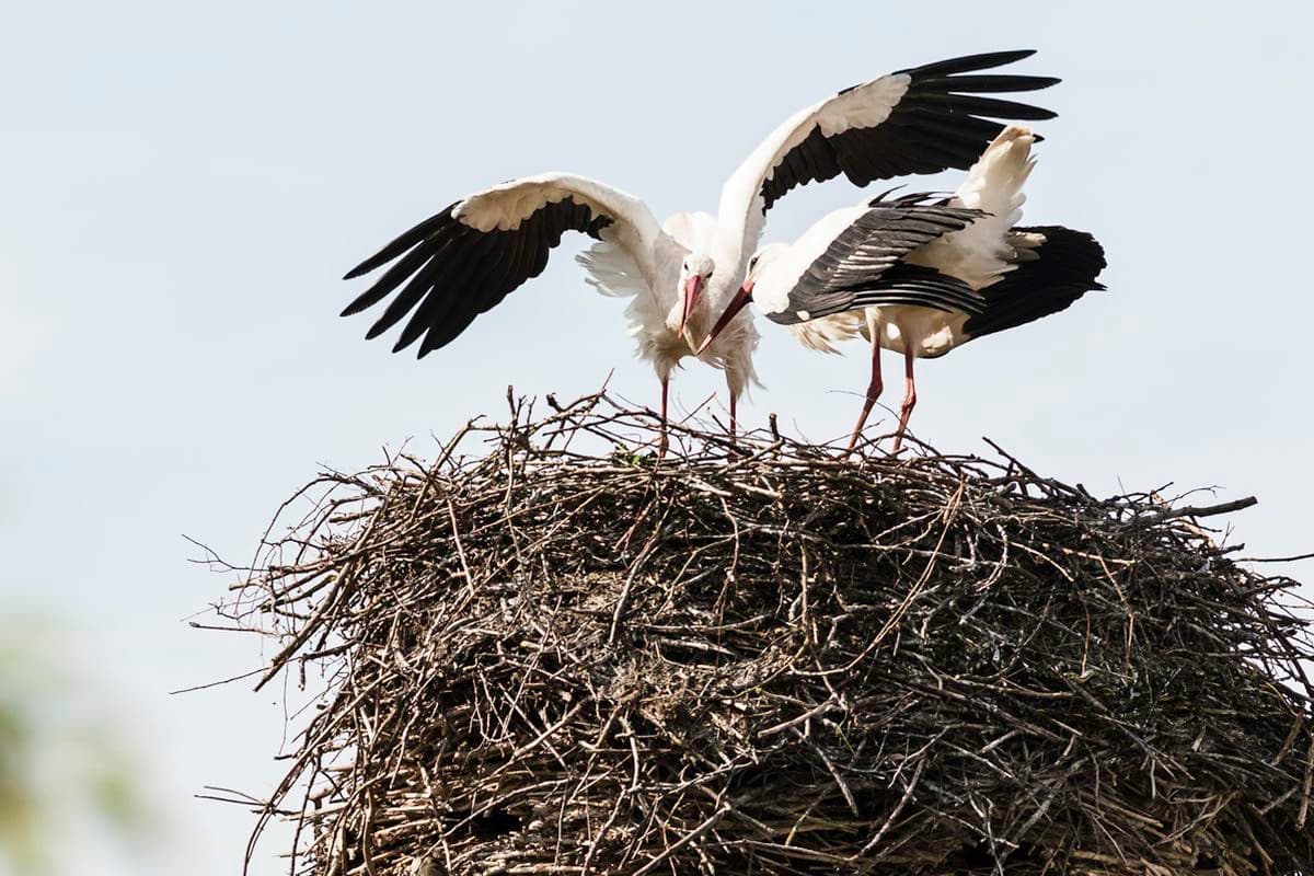 stoerche, lueneburger heide