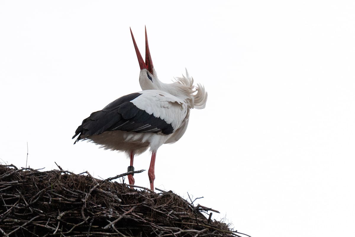 Der Weißstorch im Nest