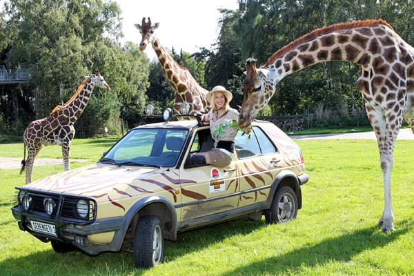 serengeti,park,hodenhagen,afrika,safari,safaripark,serengetipark,lüneburger,heide,tierpark,zoo,wildpark