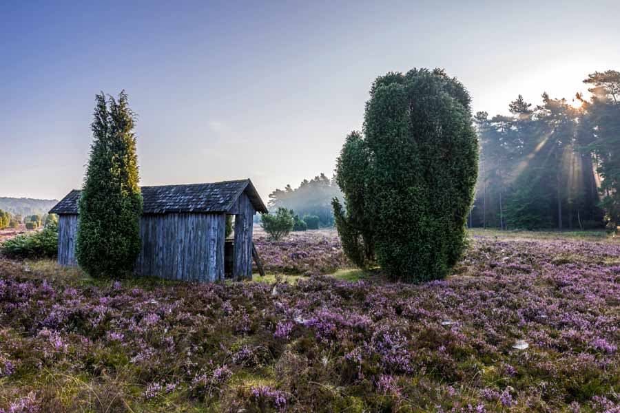 Der Wacholder prägt das Landschaftsbild der Lüneburger HEide, hier neben dem Bienenzaun