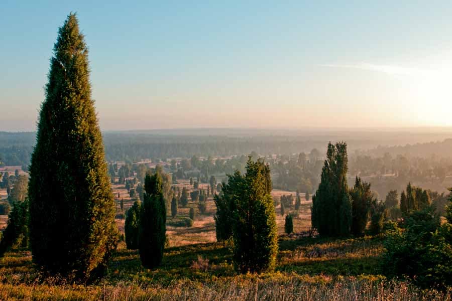 Wacholder gehören zur Landschaft der Lüneburger Heide einfach dazu, wie hier am Wilseder Berg