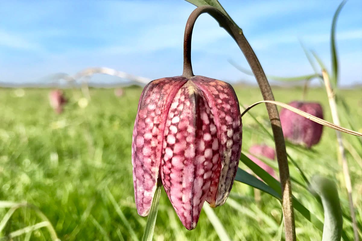 Schachbrettblume im Naturschutzgebiet Seeveniederung im Frühling in der Lüneburger Heide
