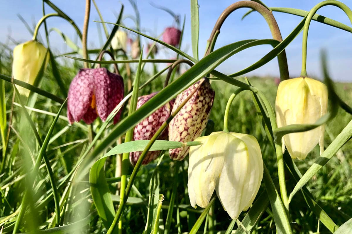 Schachbrettblume im Naturschutzgebiet Seeveniederung im Frühling in der Lüneburger Heide
