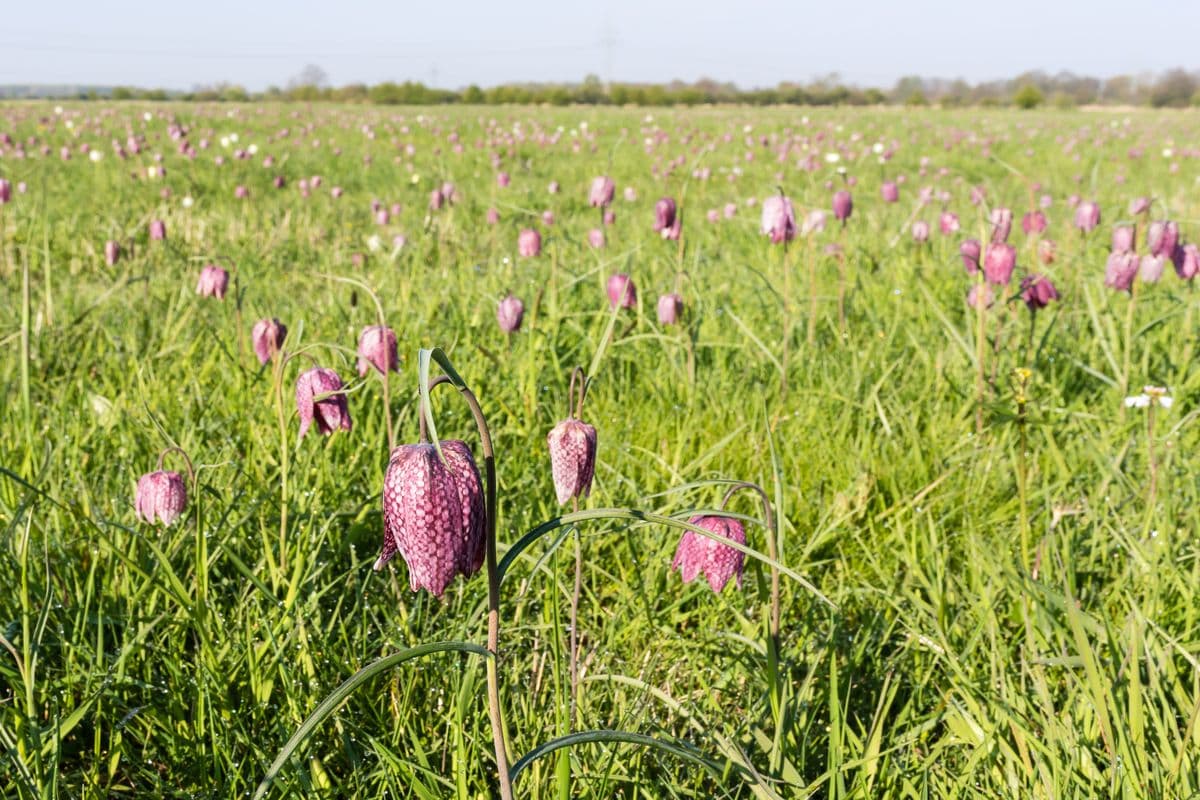 Schachbrettblume im Naturschutzgebiet Seeveniederung im Frühling in der Lüneburger Heide