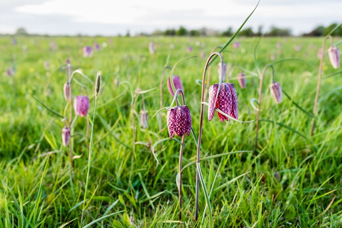 Schachbrettblume im Naturschutzgebiet Seeveniederung im Frühling in der Lüneburger Heide