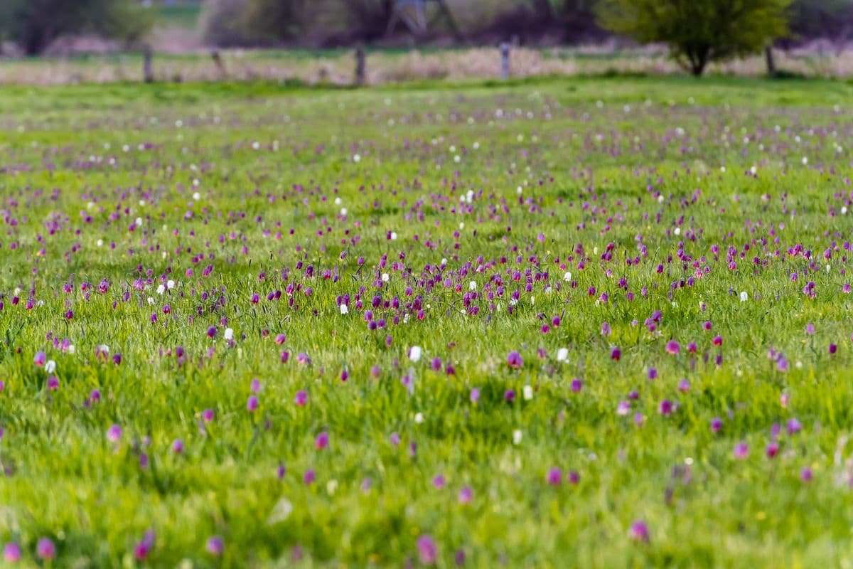 Schachbrettblume im Naturschutzgebiet Seeveniederung im Frühling in der Lüneburger Heide