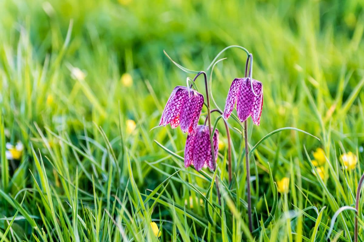 Schachbrettblume im Naturschutzgebiet Seeveniederung im Frühling in der Lüneburger Heide