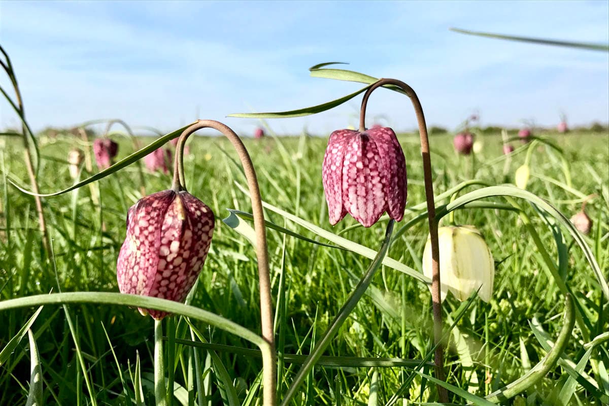 Schachbrettblume im Naturschutzgebiet Seeveniederung im Frühling in der Lüneburger Heide