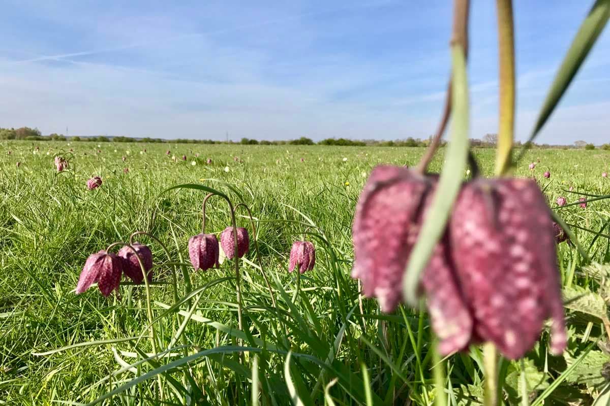 Schachbrettblume im Naturschutzgebiet Seeveniederung im Frühling in der Lüneburger Heide