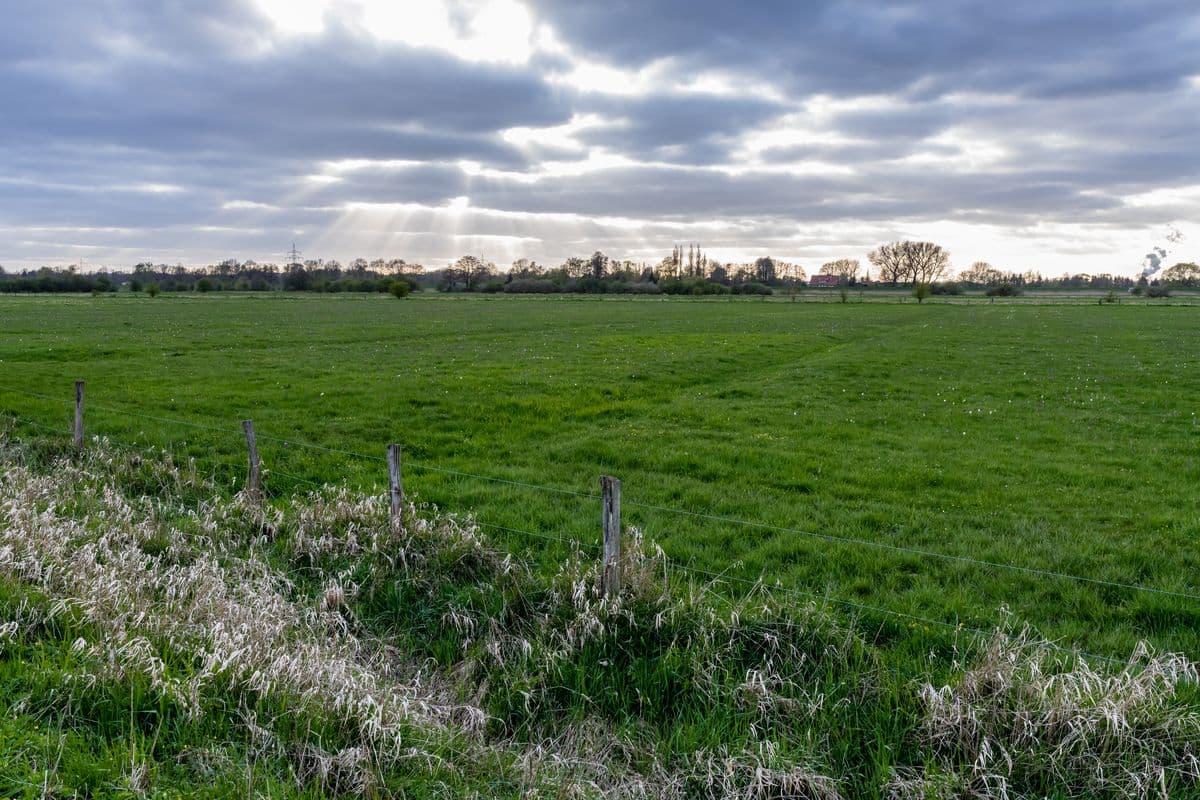 Naturschutzgebiet Untere Seeveniederung mit der Schachblumenblüte