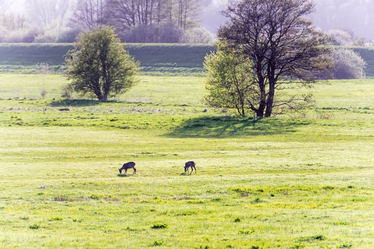 Rehe im Naturschutzgebiet Junkernfeld im Frühling in der Lüneburger Heide