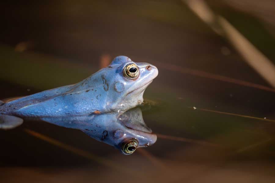 Lüneburger Heide Moor Frosch blau im Pietzmoor zum Frühlingsanfang