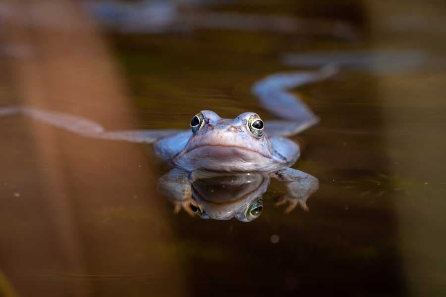 Moor Frosch Paarungszeit Lüneburger Heide Frühling
