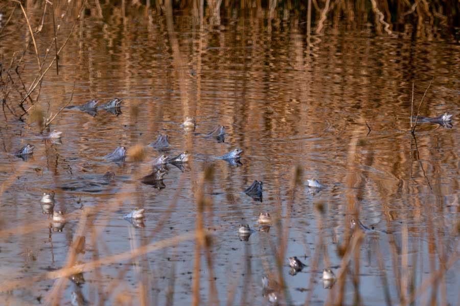 blaue Frösche zur Paarungszeit im Frühling im Pietzmoor in der Lüneburger Heide