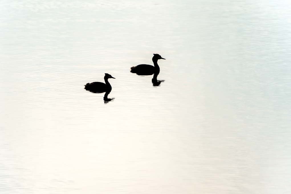 die meissendorfer teiche sind ein wichtiges revier im vogelzug und für heimische vögel