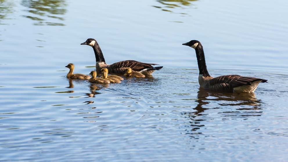 für die Vogelbeobachtung eignen sich die meissendorfer teiche