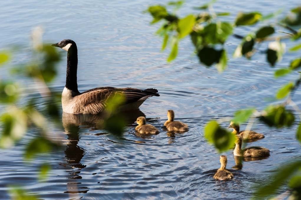 Nicht nur für Zugvögel, auch für heimische Vogelarten sind meissendorfer teiche als brutplatz wichtig