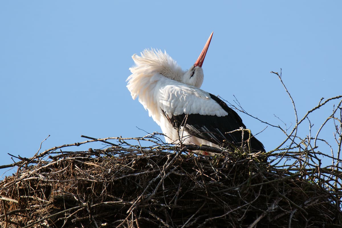 Storch im Nest an der Aller