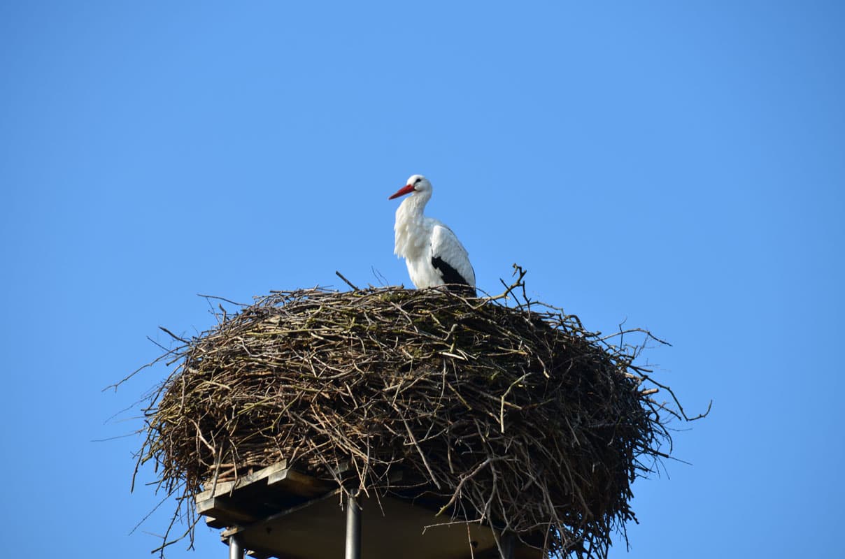 Weißstorch im Nest in Hornbostel im Kreis Celle in der Lüneburger Heide