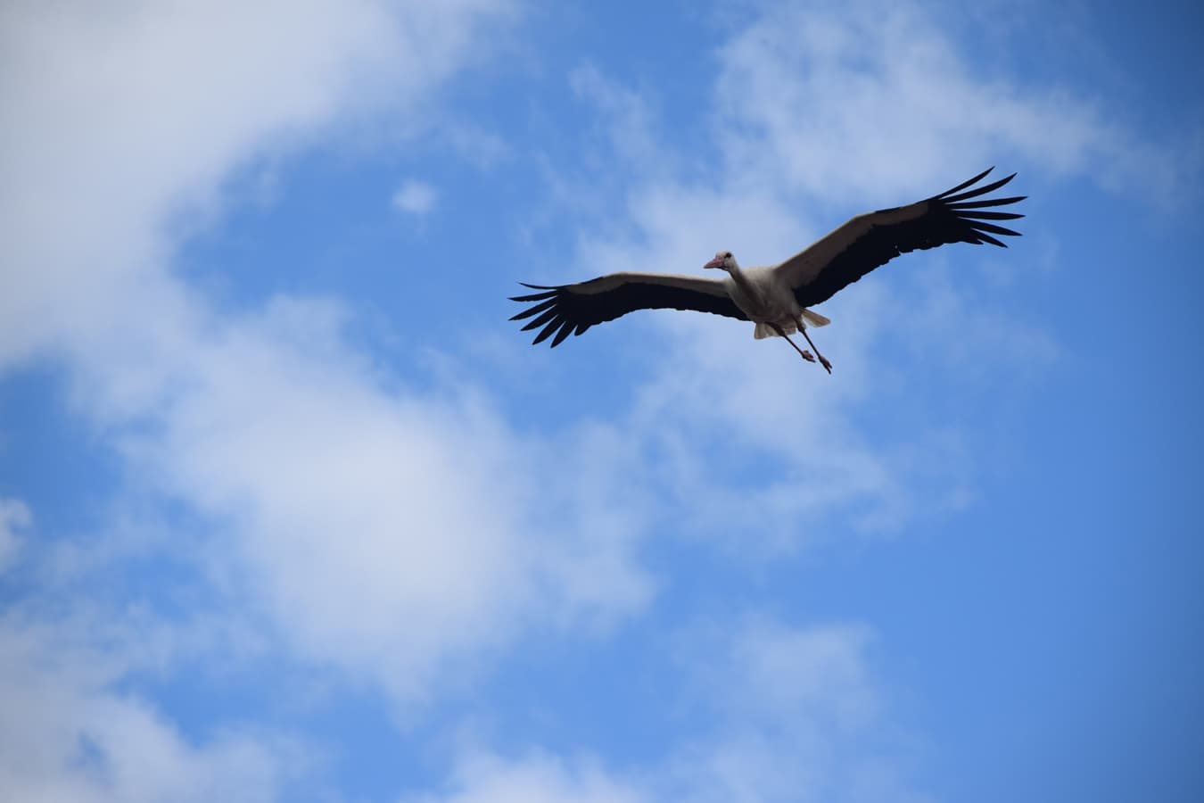 Weißstorch im Anflug auf die Lüneburger Heide
