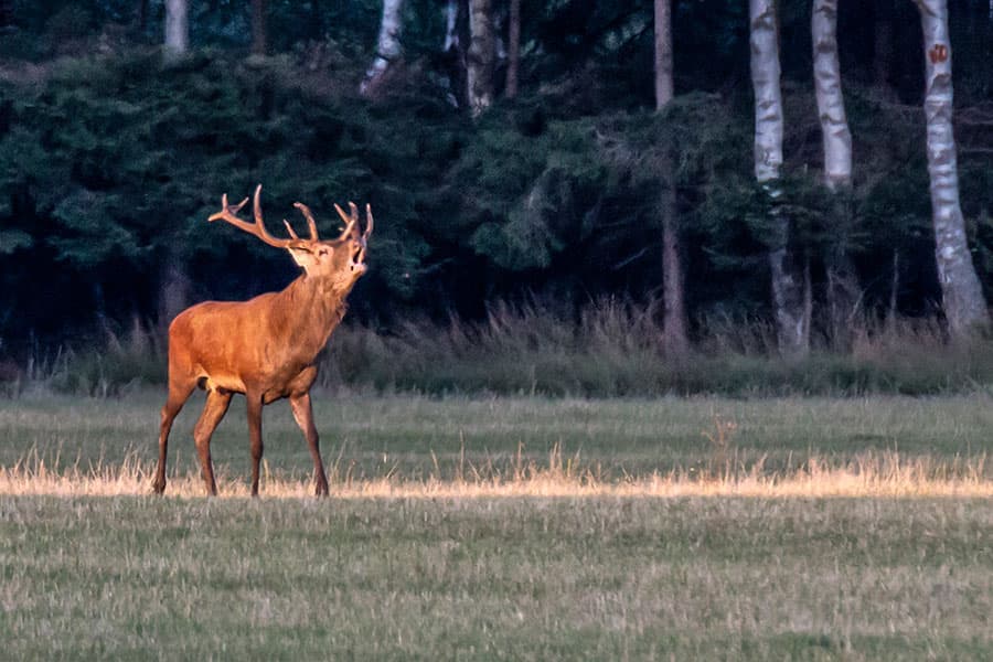 Hirschbrunft Lüneburger Heide