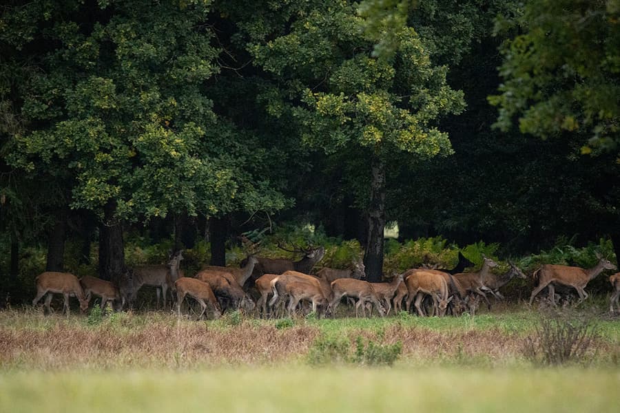 Starkes Rotwild Rudel auf einem Brunftplatz in der Lüneburger Heide