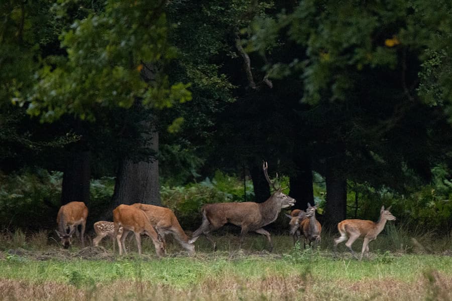 Hirschbrunft in der Lüneburger Heide. Starker Brunfthirsch mit Rudel auf Brunftplatz.