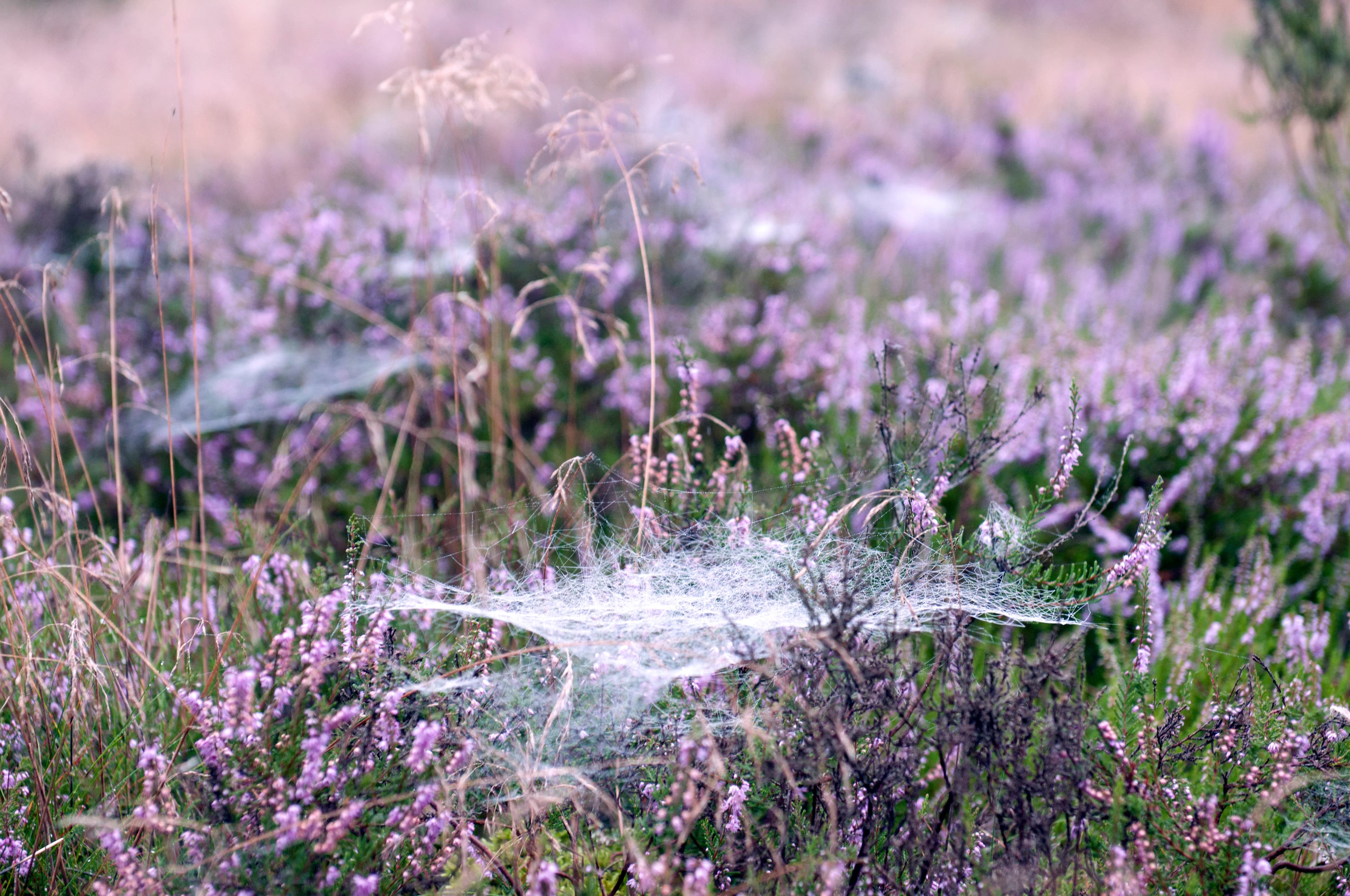 lüneburger,heide,naturschutz,naturpark,heideblüte
