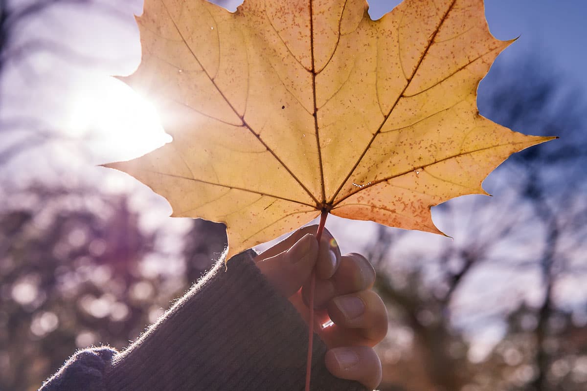 Herbst zum Wandern in der Heide