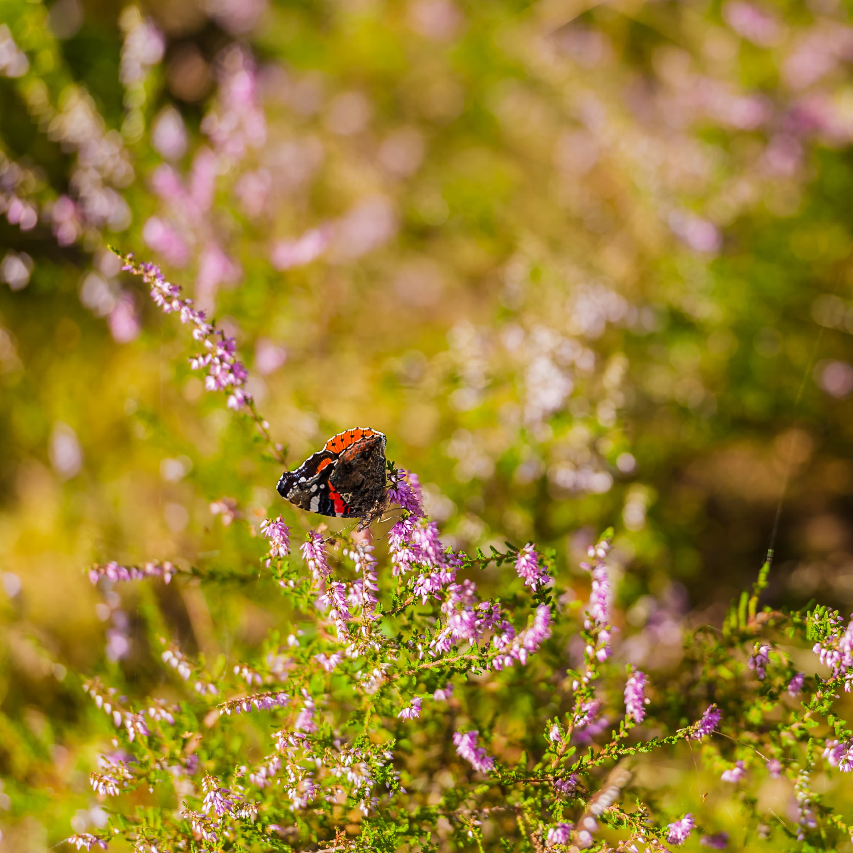 Sommer in der Lüneburger Heide, Schmetterlinge