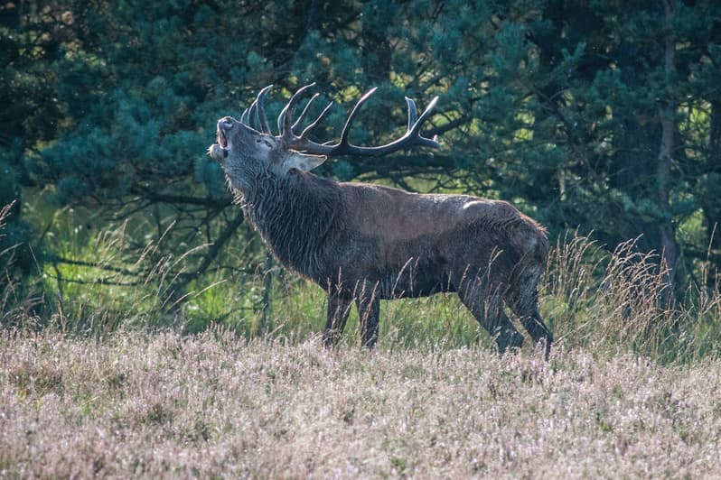 Hirschbrunft im Naturpark Südheide im Herbst