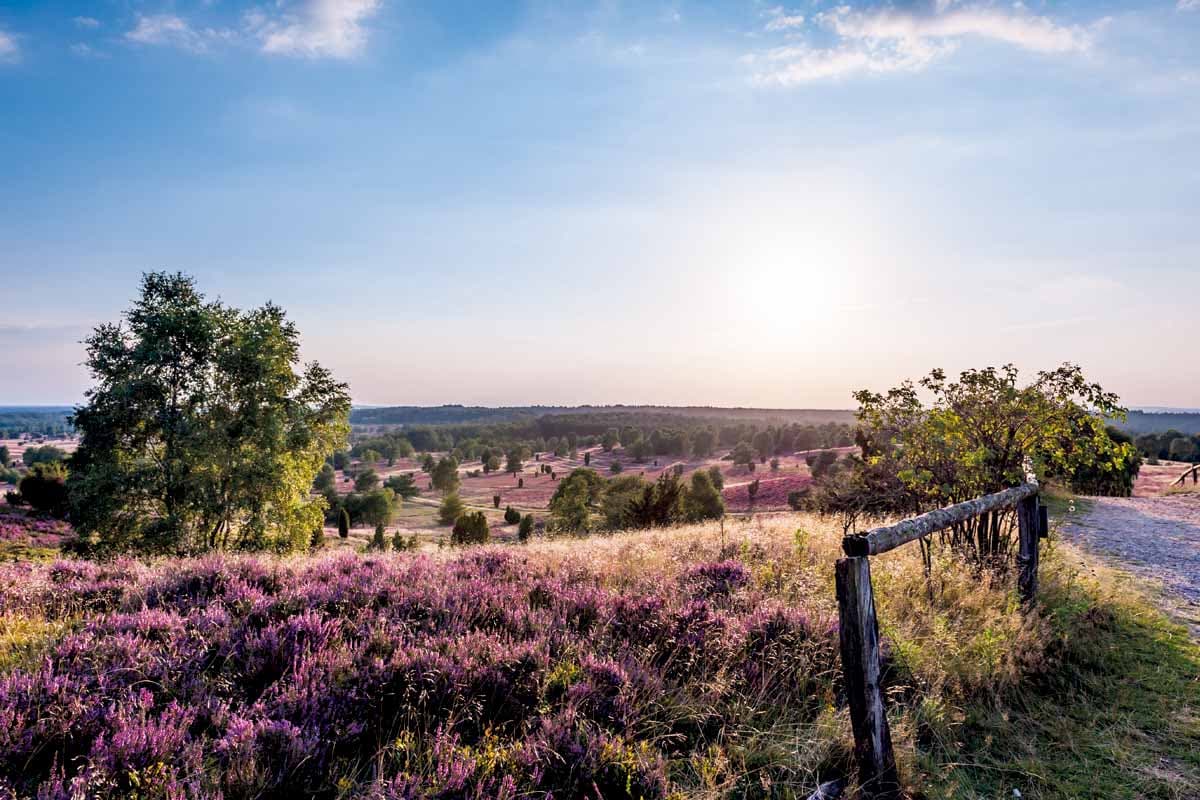 Heideflaechen in Niedersachsen in der Lüneburger Heide