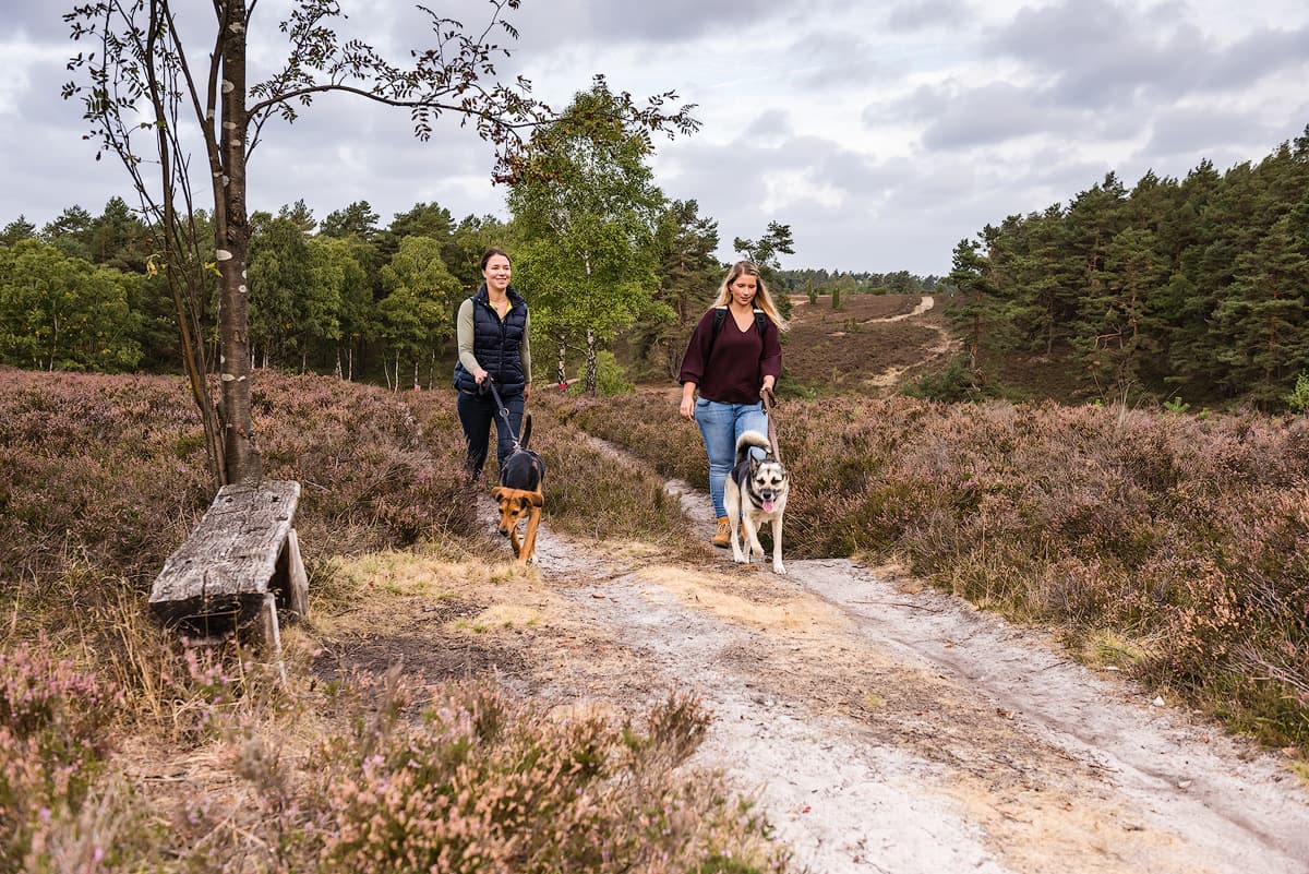 Die Lueneburger Heide ist der ideale Urlaubsort für einen Kurzurlaub mit Hunden. Hier können Hund und Herrchen wunderbar wandern und entspannen.