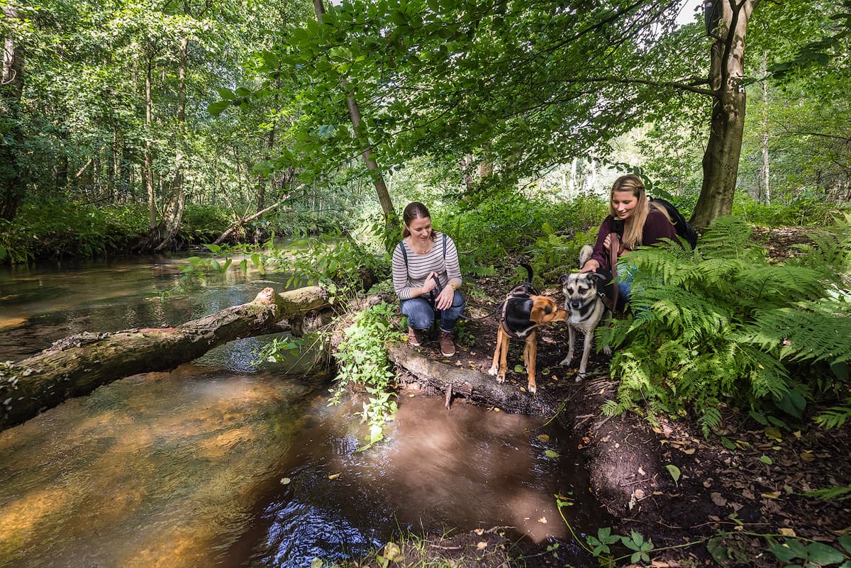 Lueneburger Heide Hier können Hund und Herrchen wunderbar wandern und entspannen.