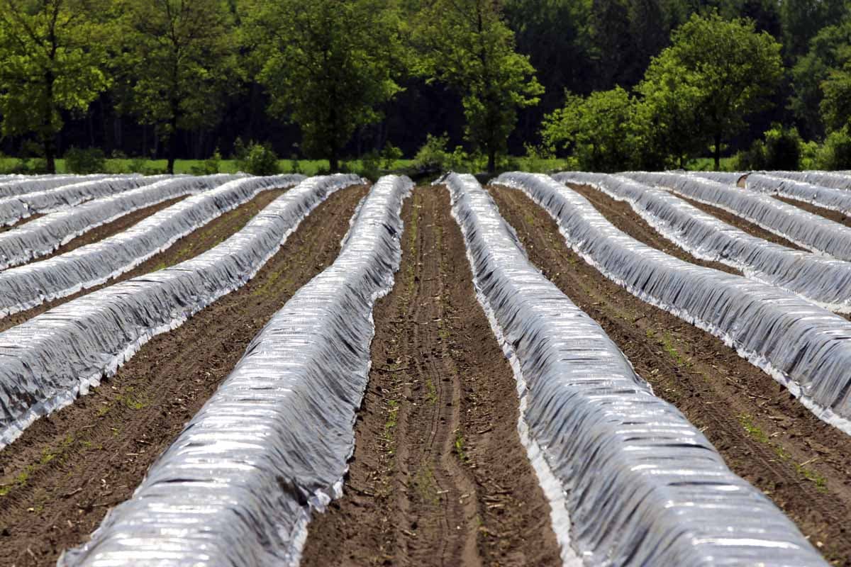 Spargel aus der Lüneburger Heide
