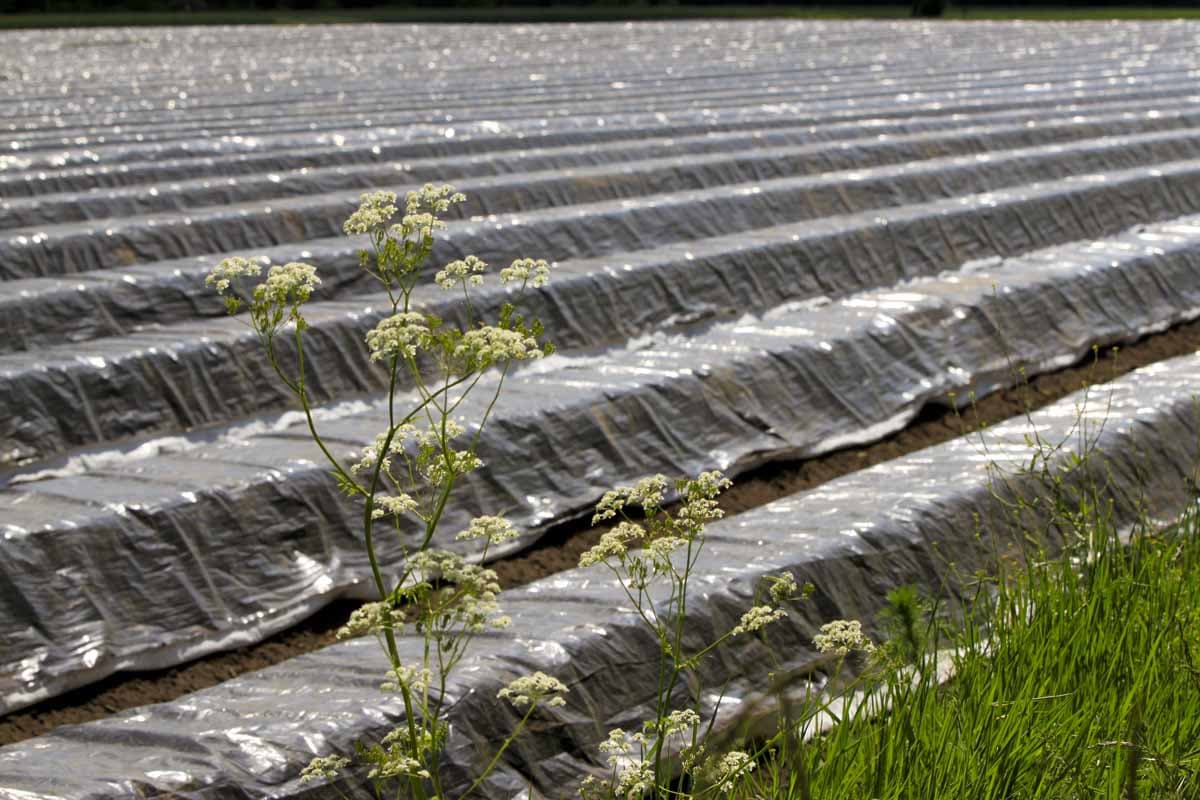Spargel aus der Lüneburger Heide